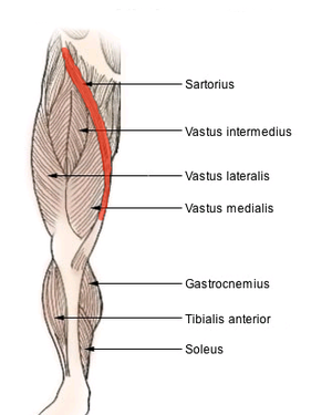 Sartorisu muscle